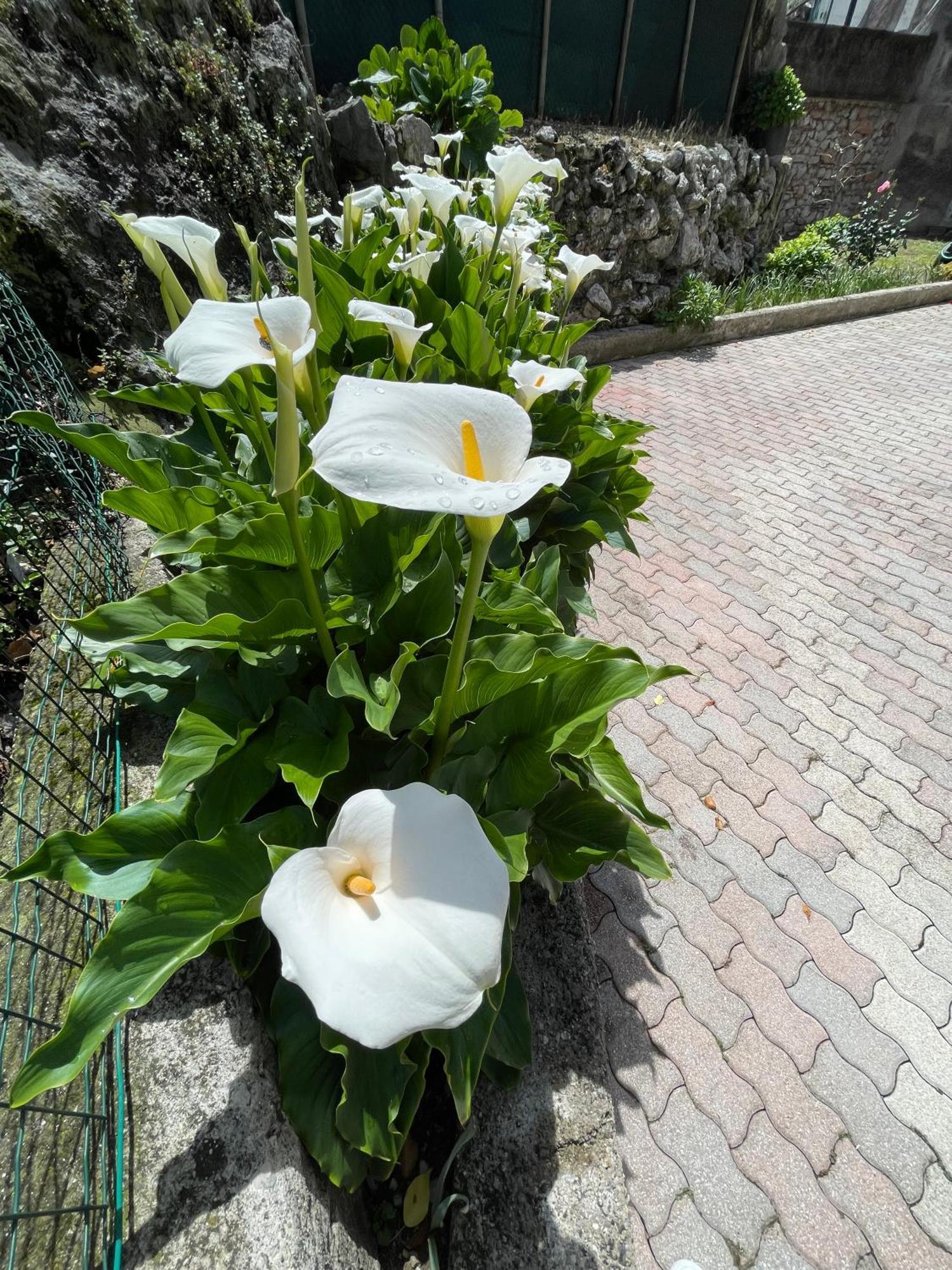 Le Calle Holiday Apartments Torbole Sul Garda Zewnętrze zdjęcie